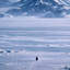 nihilist penguin