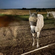 Stefan Siara Siarzewski