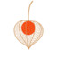 Physalis