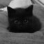 котик prime