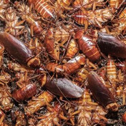 the cockroaches avatar
