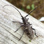 white spotted sawyer beetle