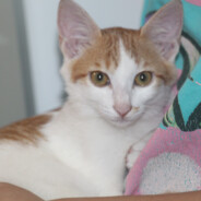 摸不着头脑的路易十六