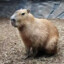 Capybara