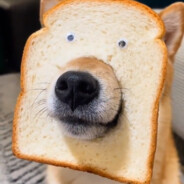 退休小组 谢尔顿