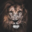 Lion010101