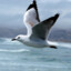 seagull_0219