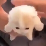 mr nik