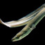 androgynous eel