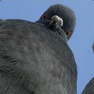 dr9ego avatar