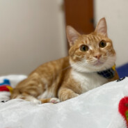 馬卡龍是銅鑼燒嗎