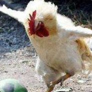 恶魔丶猎人二选一