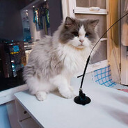 刘雯妍今天练枪了吗