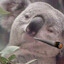 LegalicenElEukalipto