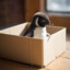 Penguin in a Box