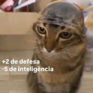 el gato