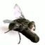 mosquito bengala