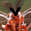 evil moth