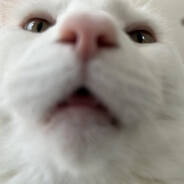CrustyCat