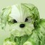 VegetableDog