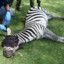 Lepra Zebra