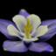 菜菜耧斗菜