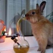 [9DO]ZbakanyZajaczek