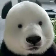 Dan Bust