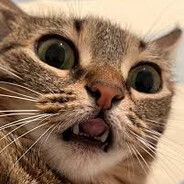 𝑀𝑅.𝒞𝒜𝒯