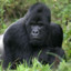 Eastern lowland gorilla