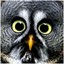 nozzi by