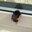 bees