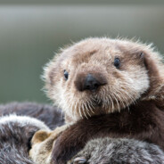 张花花的game后宫