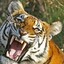 Tiger_Rider