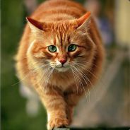 ֆL̽̌͂ǟḿ̬̏ͤͅֆǟR͡͠n