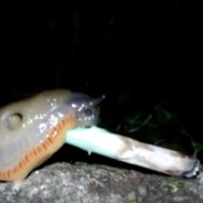 snailsofthehomosexualvariety