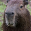 Delikat Capybara//