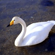 -goose
