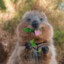 silly Quokka♿