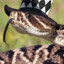 Titanboa