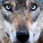 lonewol88 - steam id 76561197961459870