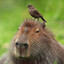 SmugCapybara