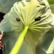 Mosquito vegan