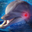 D Ø L P H I N