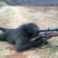 Sniper Monkey