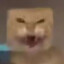 方头帽蝶