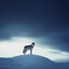 NTC- lonely wolf