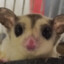 sugar glider MAN