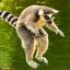 drlemur