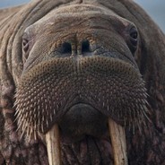 HardcoreWalrus